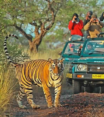 Ranthambore National Park