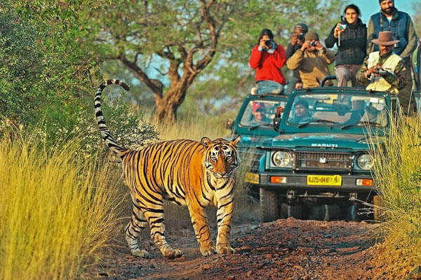 Udaipur Ranthambore Taxi Tour